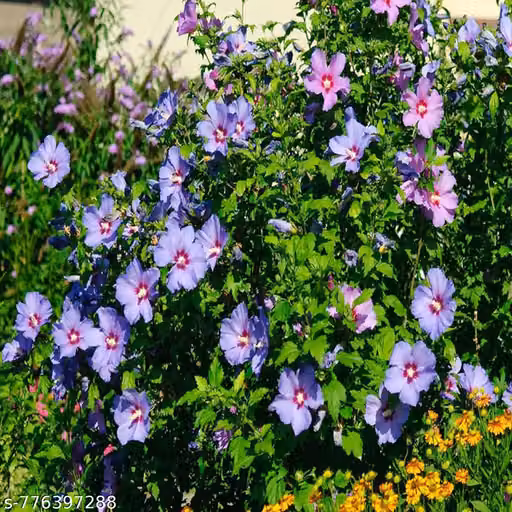Indian Gardens Hibiscus Purple Live Plant | Hibiscus Rosa-Sinensis (Shoeblack/Shoe Flower) | Outdoor Flowering Live Plant in Pot | Balcony, Terrace & Home Garden Plant