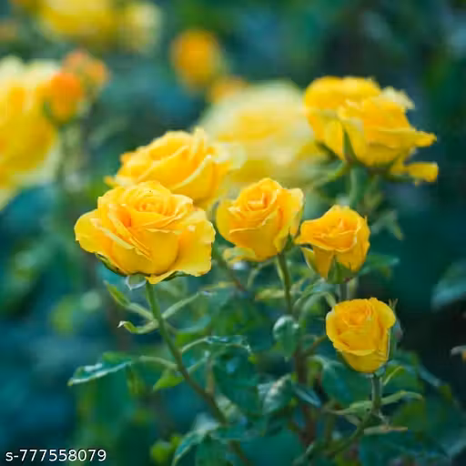 Live Yellow Rose Plant in Black Pot | High Fragrant Flowering Shrub | All Season Indoor Outdoor Rose Plant for Home Garden, Balcony, Terrace & Decoration | Beautiful Live Gift Plant