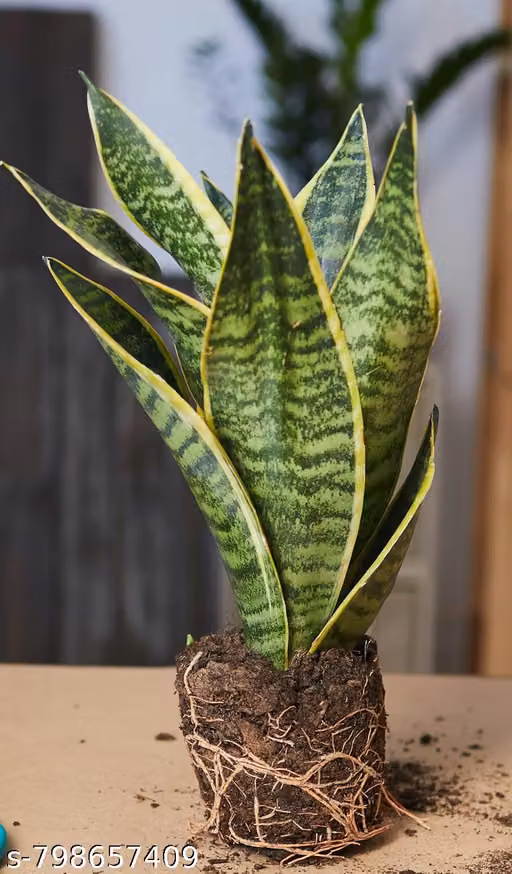 Goldan Snake Plant (Sansevieria Trifasciata) – Live Air Purifier Indoor Plant | Low Maintenance Mother-in-Law’s Tongue for Living Room, Bedroom & Office Decor | Potted House Plant