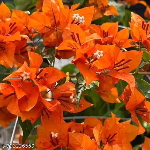 Live Bougainvillea Orange Flower Plant with Pot | Outdoor Decorative Flowering | Easy to Grow, Low Maintenance, Fast Growing Plant for Garden, Balcony & Terrace | Pack of 1