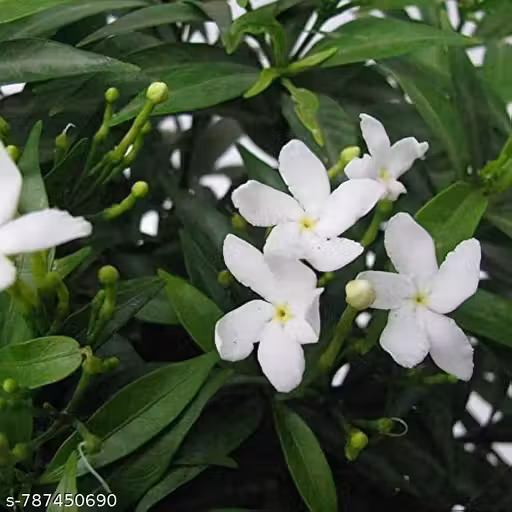 Chandni White Flower Live Plant Pack of 1 | Elegant Floral Accent for Your Home" Bullet Points