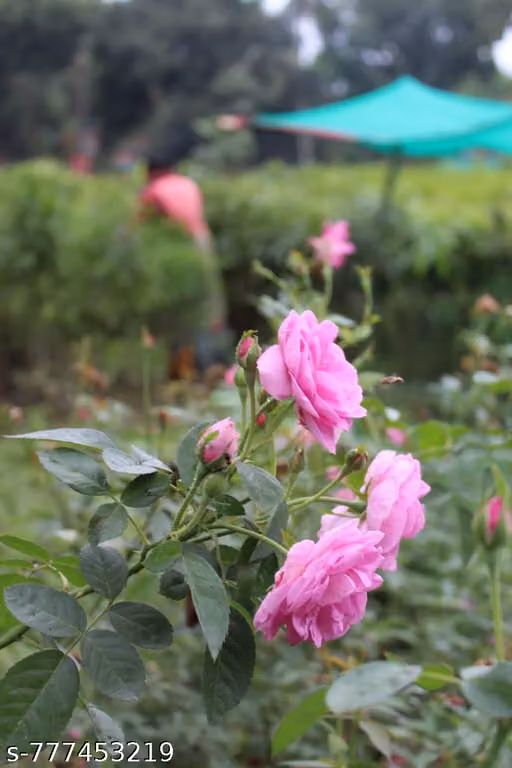 Live Pink Rose Plant in Black Pot | High Fragrant Flowering Shrub | All Season Indoor Outdoor Rose Plant for Home Garden, Balcony, Terrace & Decoration | Beautiful Live Gift Plant