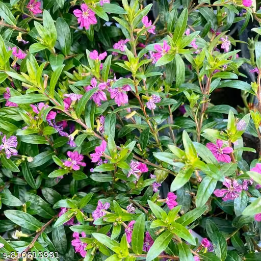 Kopia Live Flowering Plant with Pot – Beautiful Tiny Flower Indoor Plant for Home Décor, Table Top, Office Desk, Balcony Garden | Decorative Mini Potted Plant | Easy Care Low Maintenance House Plant for Living Room & Gifting