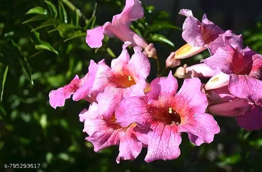 Live Tecoma Plant / Tikoma Pink Bell Pink Flower Hybrid – Healthy Live Decorative Flowering Shrub in Black Pot