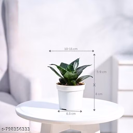 Lotus Snake Plant (Sansevieria Trifasciata) – Live Air Purifier Indoor Plant | Low Maintenance Mother-in-Law’s Tongue for Living Room, Bedroom & Office Decor | Potted House Plant