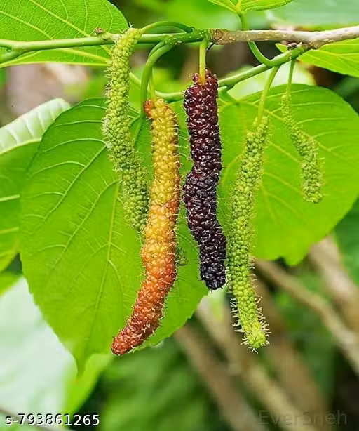 Live Mulberry Plant Live | Shahtoot Plant Live All Season Variety | Mulberry Tree Live Plant with Pot Soil | Shahtoot Fruit Plant Live Sapling (17–25 cm)