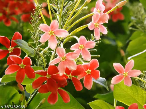 Live Madhu-malti plant, Outdoor Live Hybrid climbing Flowering Plant, Combretum indicum (मधुमालती) Flower Plant with pot