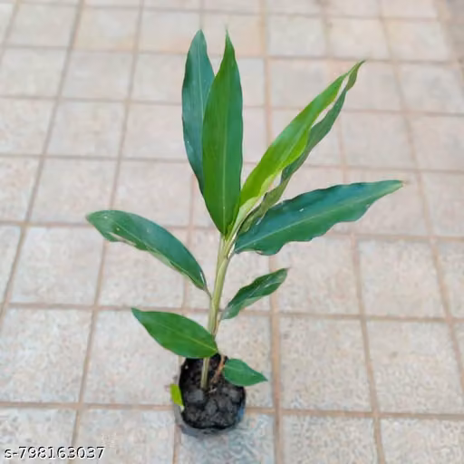 Elaichi live plant hybrid (pack of 1)