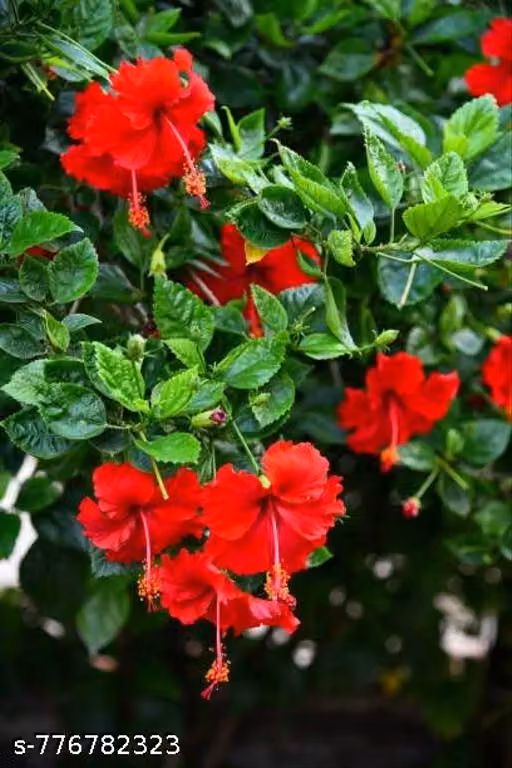 Indian Gardens Hibiscus Red Live Plant | Hibiscus Rosa-Sinensis (Shoeblack/Shoe Flower) | Outdoor Flowering Live Plant in Pot | Balcony, Terrace & Home Garden Plant