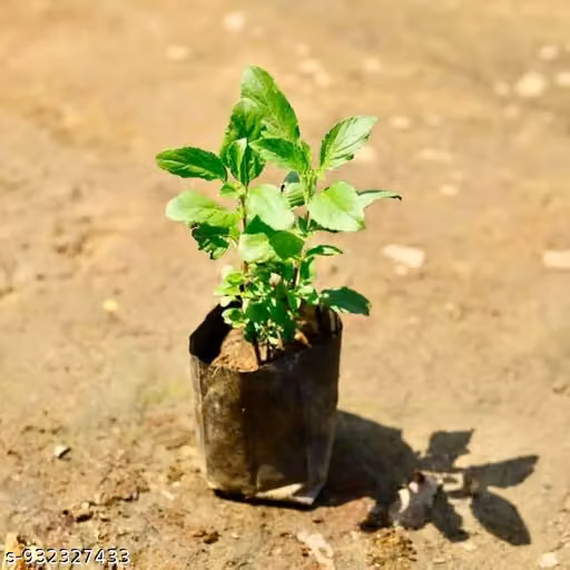 Live Green Tulsi Plant - Rama Tulasi plant - Tulasi Plant For Pooja - With Black Plastic Pot