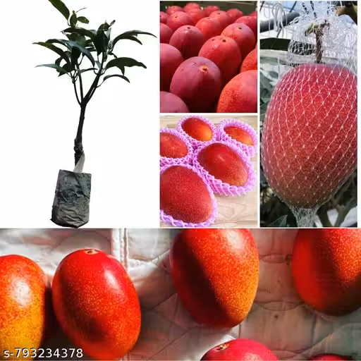 Japanese Miyazaki Dwarf Mango Grafted Live Plant | Exotic Premium Mango Variety | Healthy Sapling for Home, Terrace & Garden & puja plant | Pack of 1