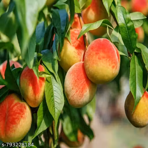 Peach (Aadu) Grafted Fruit Plant (Sapling) with pot | Early Fruiting, Easy to Grow | 36–40 Inches Height | Ideal for Terrace, Balcony & Lawn | Pack of 1