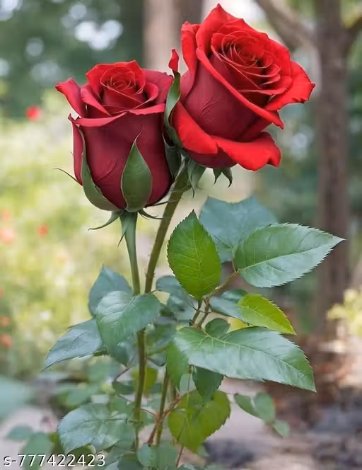 Live Red Rose Plant in Black Pot | High Fragrant Flowering Shrub | All Season Indoor Outdoor Rose Plant for Home Garden, Balcony, Terrace & Decoration | Beautiful Live Gift Plant