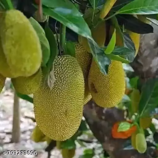 Grafted Jackfruit Live Plant | All-Season Exotic Sweet & Juicy Variety | Height 1.5–2 ft | Ideal for Home Garden, Terrace & Outdoor | Pack of 1