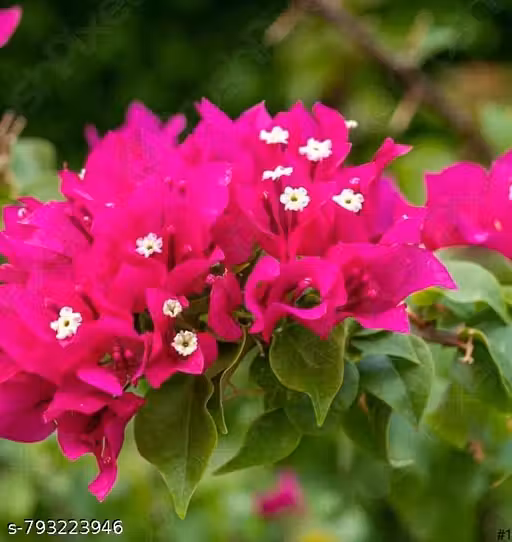 Live Bougainvillea Pink Flower Plant with Pot | Outdoor Decorative Flowering Creeper | Easy to Grow, Low Maintenance, Fast Growing Plant for Garden, Balcony & Terrace | Pack of 1