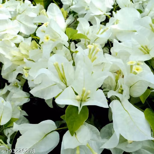 Live Bougainvillea White Flower Plant with Pot | Outdoor Decorative Flowering | Easy to Grow, Low Maintenance, Fast Growing Plant for Garden, Balcony & Terrace | Pack of 1
