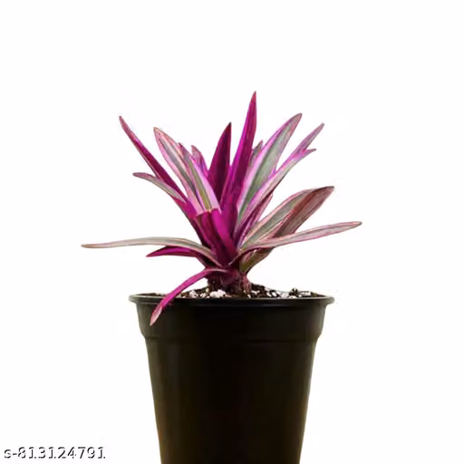 Rhoeo Variegated(Koyal) Live Plant (Tradescantia Spathacea) | Oyster Plant / Moses in the Cradle / Boat Lily | Indoor Outdoor Ornamental Foliage Houseplant for Home, Balcony, Garden, Office, Living Room Decor | Healthy Nursery Plant