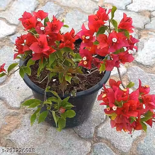 Live Bougainvillea Red Flower Plant with Pot | Outdoor Decorative Flowering | Easy to Grow, Low Maintenance, Fast Growing Plant for Garden, Balcony & Terrace | Pack of 1