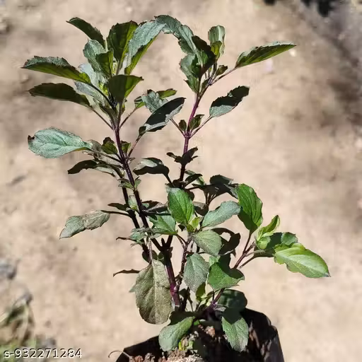 Ayurvedic shyama Tulsi Holy Basil plant Live Tulsi Plant Indian Holy Basil Plant for Outdoor Garden Pooja Plant with Black Pot