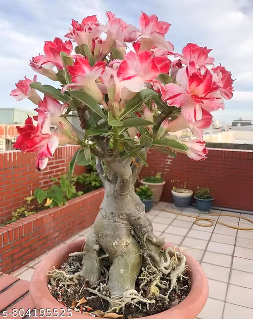 Rosy Adenium / Desert Rose Live Flowering Bonsai Plant (Adenium Obesum) Small Indoor Succulent Ornamental Houseplant for Home, Balcony & Garden Decoration | 1 Live Plant Without Pot