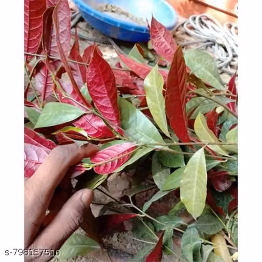Live Laila Majnu Plant (Excoecaria cochinchinensis) – Bi-Color Green & Red Foliage Chinese Croton | Evergreen Ornamental Shrub with Pot for Home, Balcony & Garden Decor
