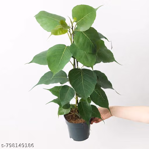 Live Pipal Plant (Ficus religiosa) in Nursery Pot – Sacred Fig Bodhi Tree Sapling | Natural Air Purifying Holy Tree for Home Garden, Balcony & Outdoor Plantation