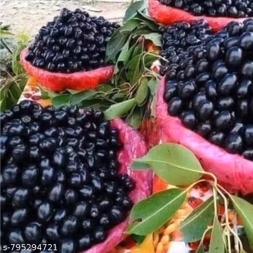 Live Fruit Plants Thai King Black Seedless Jamun Plant – Hybrid Super Yielding Early Fruiting Live Tree | Healthy Jamun Sapling 20–25Cm Height