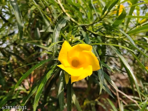 Live Oleander Flower Plant (Yellow) | Kaner Flowering Shrub Live Plant | Hardy, Low Maintenance Evergreen Outdoor Garden & Balcony Plant | Drought Tolerant, Sun Loving Ornamental Flower Plant | Pack of 1