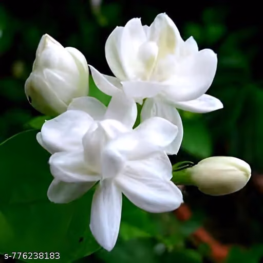 AK FLOWERS | (Mogra plant) Arabian Jasmine Flower live plant with pot | Double Bloom, Fragrant Flowering Shrub | Outdoor plant for home decor