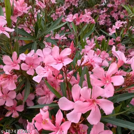 Live Oleander (कनेर) Flower Plant (Pink) | Kaner Flowering Shrub Live Plant | Hardy, Low Maintenance Evergreen Outdoor Garden & Balcony Plant | Drought Tolerant, Sun Loving Ornamental Flower Plant | Pack of 1