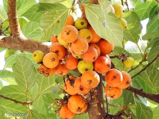 Traditional Indian Fruit Plant, Fast Growing Fruit Tree | Easy to Grow Fruit Plant, Low Maintenance Fruit Plant | Tropical Fruit Plant Live – Pack of 1