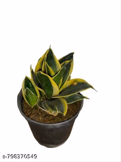 Lotus golden Snake Plant (Sansevieria Trifasciata) – Live Air Purifier Indoor Plant | Low Maintenance Mother-in-Law’s Tongue for Living Room, Bedroom & Office Decor | Potted House Plant