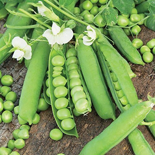 Green Snap Organic Peas Seeds for Planting, Red, 50 Pieces, Full Sun, Easy to Grow, Outdoor Usage, 60-80 Days Maturity, Well-Draining Soil