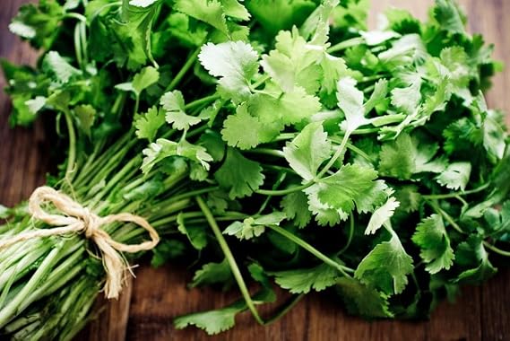 Green Snap Cilantro Seeds for Planting Indoors or Outdoors - Heirloom 𝗡𝗢𝗡-𝗚𝗠𝗢 Coriander Seeds, Grow Your Own Cilantro Plant - Culinary Herb Seeds for Your Herb Garden