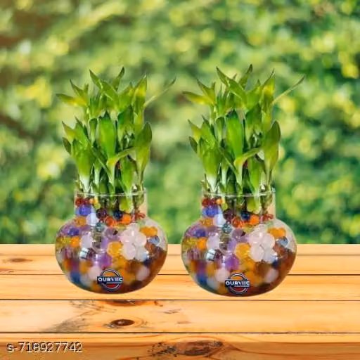 OURVIC Glass Vase for Bamboo Plant, Money Plant, Flower Vase or Other Decoration Purpose (Pack of 2) Plants not included