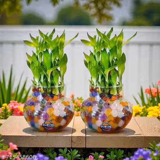  ArthaRupa Glass Vase for Bamboo Plant, Money Plant, Flower Vase or Other Decoration Purpose (Pack of 2) Plants not included