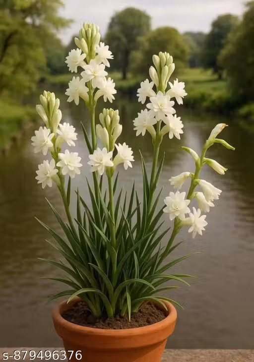 Tuberose (Rajnigandha) Flower Bulbs Pack of 6 | Highly Fragrant White Blooming Bulbs for Garden & Pots