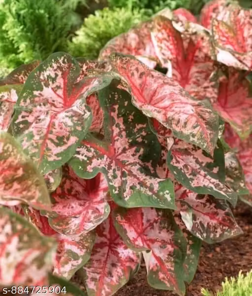 Vibrant Pink Veined Caladium Bulbs Pack of 5 | Tropical Foliage Plants for Garden, Pots & Home Décor