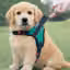 CottonCat No Pull Dog Harness Small – Adjustable Reflective Vest Harness with Easy Control Handle & No Choke Design – Teal