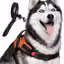 Cottoncat Dog Harness With Reflective Leash For All Size And Breed Dogs- No Pull, No Escape Chest Vest Harness Belt (Medium) Orange