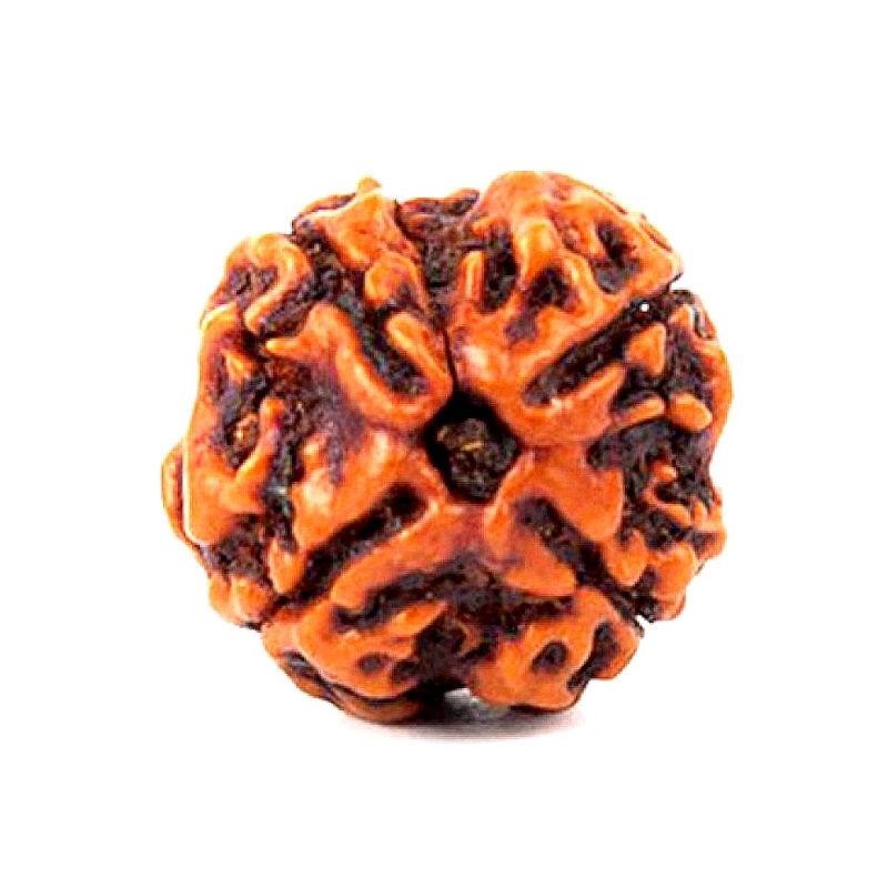 4 Mukhi Rudraksha Four Faced Natural Rudraksh Bead – Original for Men and Women