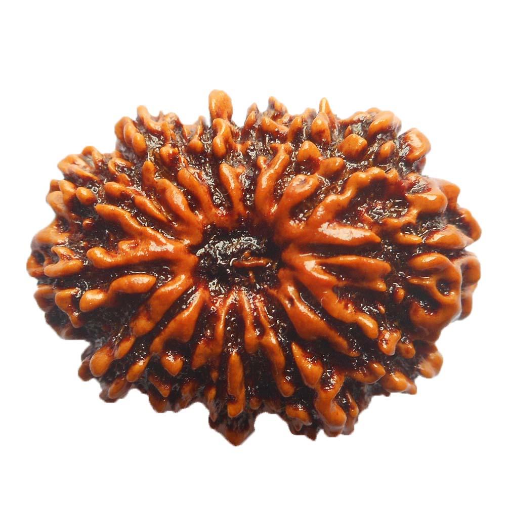 13 Mukhi Rudraksha Thirteen Faced Natural Rudraksh Bead from Nepal – Terhaa Mukhi for Men and Women