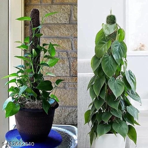 Moss grass 2 ft pack of 2