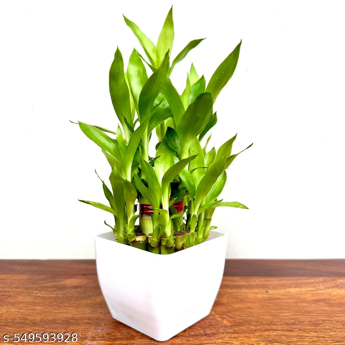 Good luck indoor plants for positive energ