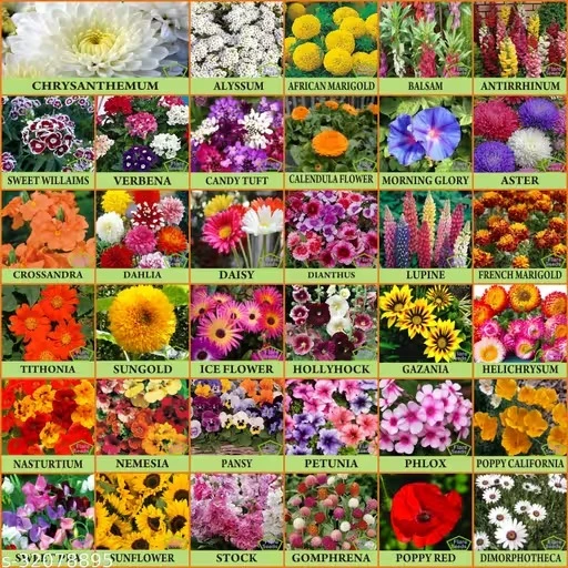Unique Flowers Seeds