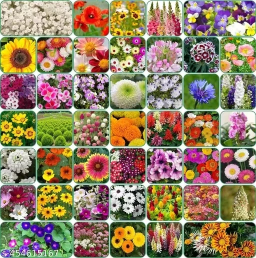 45 Variety of Flowers Seeds Combo