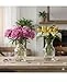 Dimon Glass Flower Vases, Clear, Set of 2, Decorative Carafe Style, Special for Money Plant