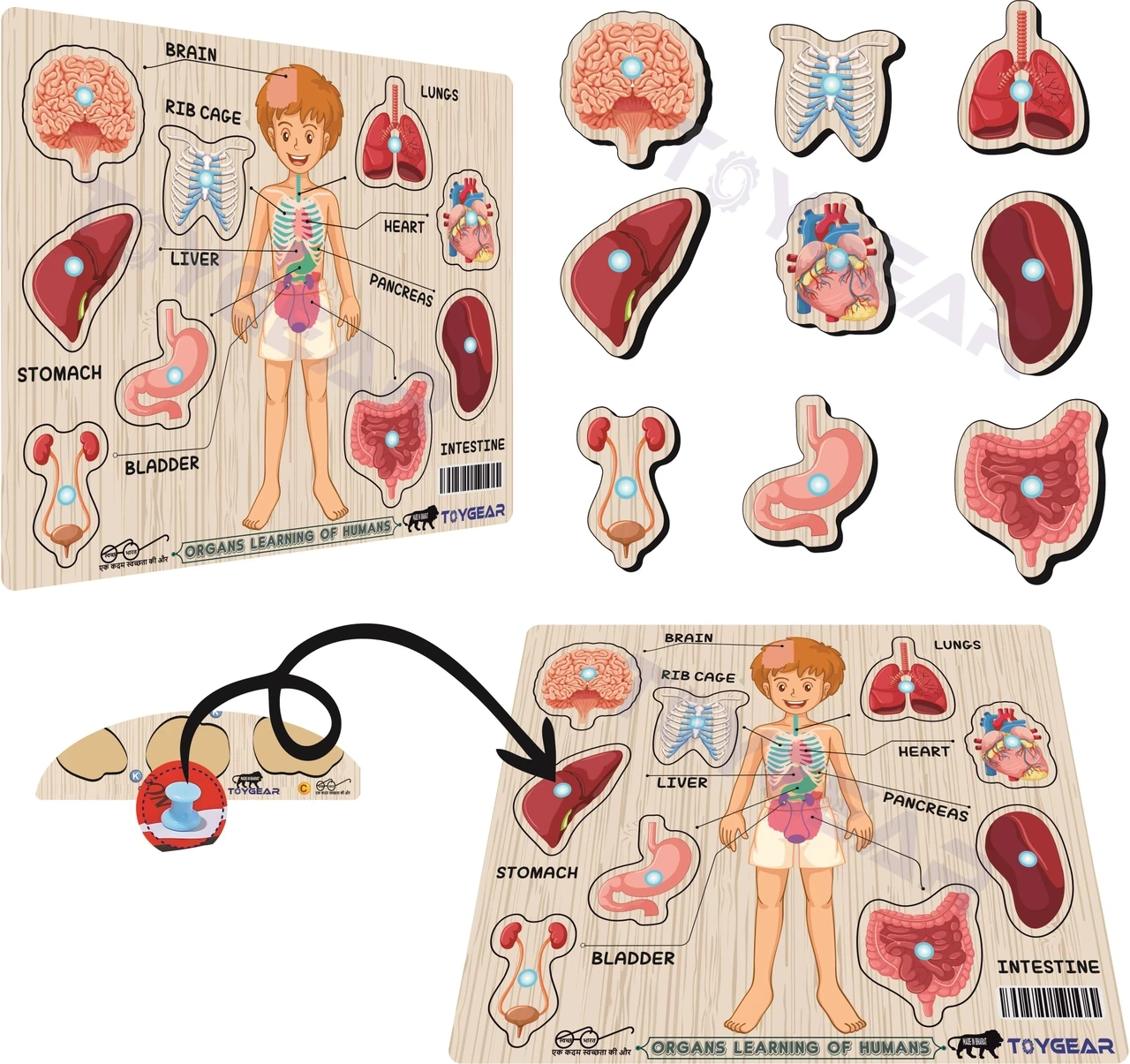 Toygear Human Body Parts Wooden Puzzle Peg Board, Preschool Montessori Toy for Education (1 Pieces) description or tags
