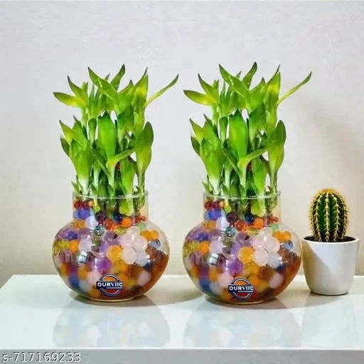 ArthaRupa Glass Vase for Bamboo Plant, Money Plant, Flower Vase or Other Decoration Purpose (Pack of 2) Plants are not included