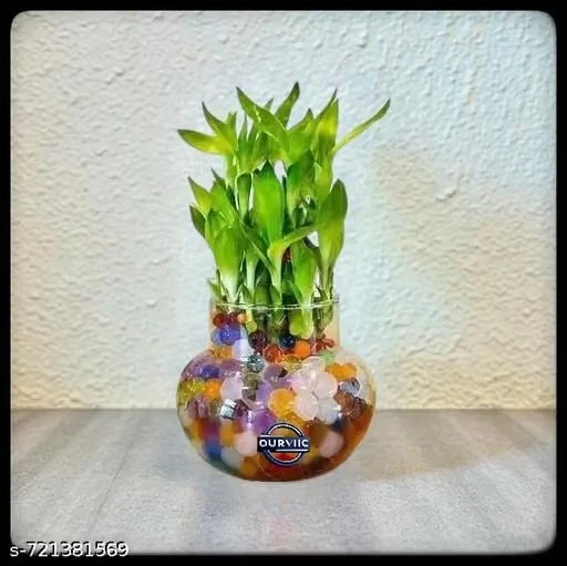 Glass Pot for Bamboo Plant, Money Plant, Flower Vase or Other Decoration Purpose (Pack of 4, Pay for 3 Get 1 Free ) Plants not included